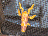 Delorhachis purpurea